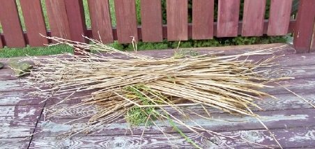stalks.jpg