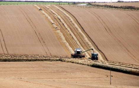 harvest.jpg