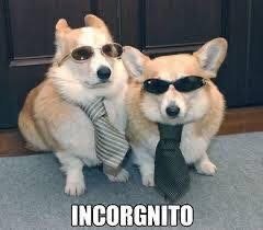 IMG_2447.jpeg