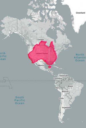 Australia v America.jpg