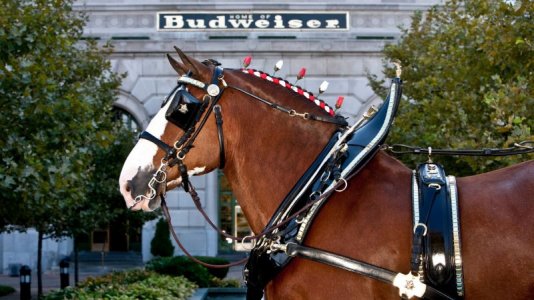 Budweiser-Clydesdale-at-Anheuser-Busch-Brewery.jpg