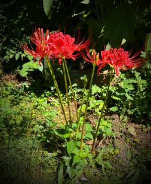 IMG_0875.jpeg
