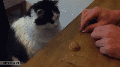 1755623076528.gif