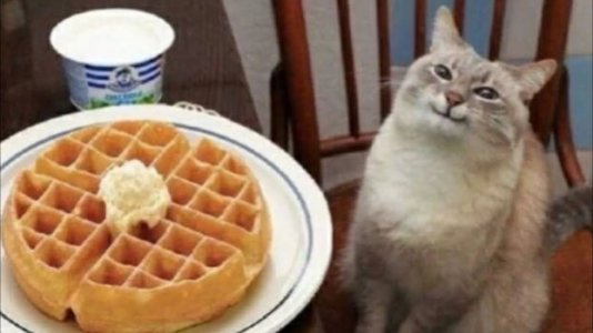 Waffle @.jpg