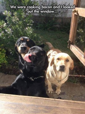 a funny dog meme.jpg
