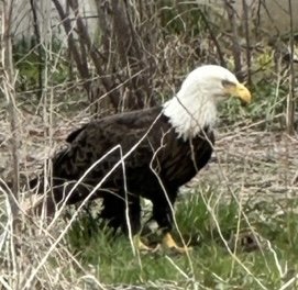 IMG_0570.jpeg