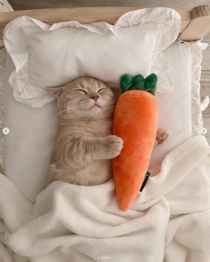sleepy carrot.jpg