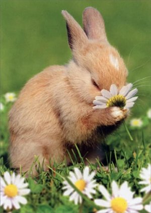 bunny.jpg