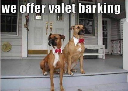 a valet barking.jpg