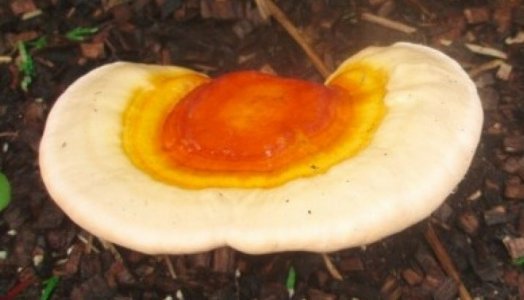 Mushroom 2.JPG