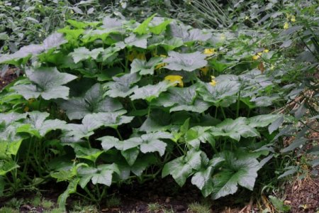 compost_squash.jpg
