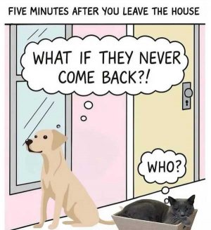 Cats and dogs.jpeg