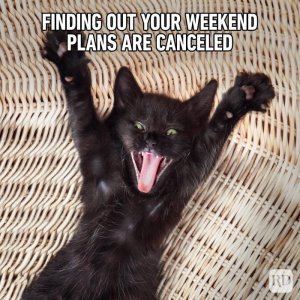 Hilarious-Cat-Memes-15.jpg