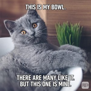 Hilarious-Cat-Memes-35.jpg