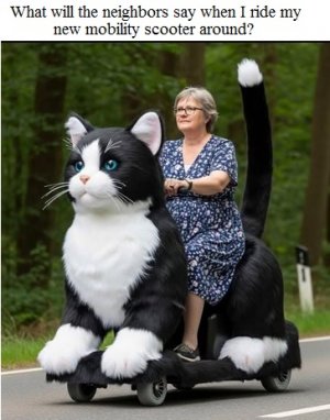 cat scooter.jpg