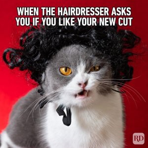 Hilarious-Cat-Memes-12.jpg