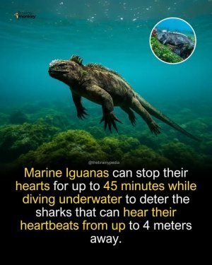 a iguana who knew.jpg