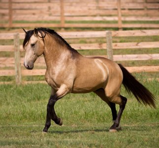 buckskin.jpg