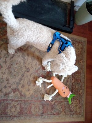Carrot.jpg
