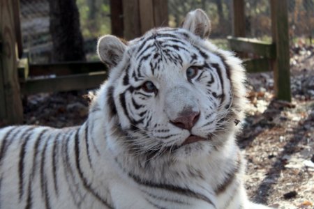 white tiger.jpg