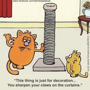 a cat curtains joke.jpg