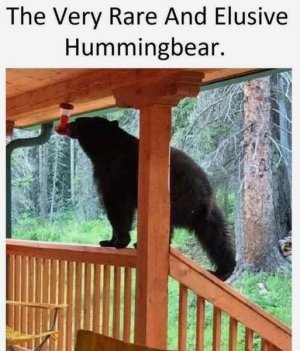 a bear joke.jpg