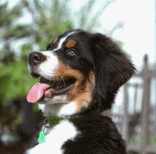 Dog_01.jpg