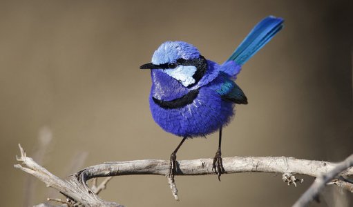 wren.jpg wren.jpg