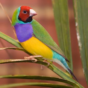 finch.jpg finch.jpg