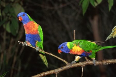 lorikeet.jpg lorikeet.jpg