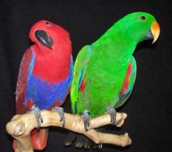 eclectus.jpg eclectus.jpg