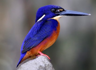 kingfisher.jpg kingfisher.jpg