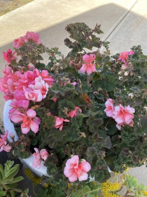 IMG_0083.jpeg