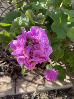 IMG_0086.jpeg