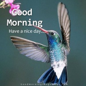 Cute-Good-Morning-Birds-Images-With-Wishes-3684213105.jpg
