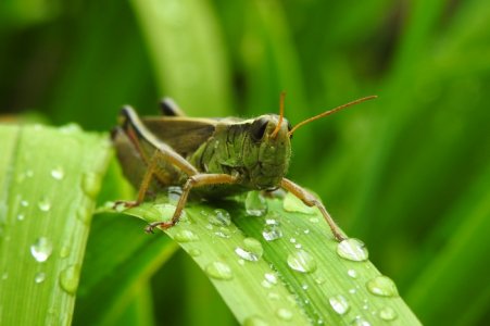 grasshopper-water.jpg
