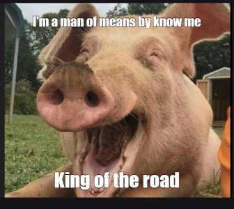 pig3.jpg