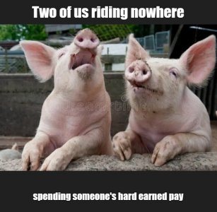 pig1.jpg