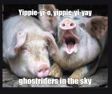 pig2.jpg