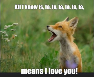 fox.jpg