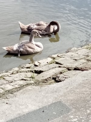 cygnets4.jpg
