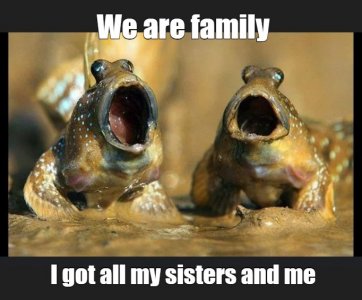 mudskippers.jpg