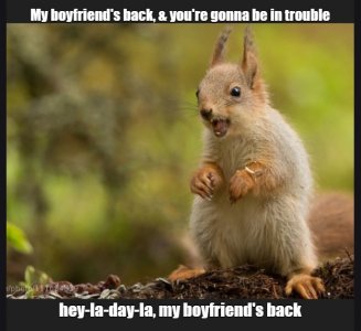 squirrel3.jpg