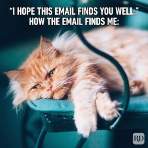 Hilarious-Cat-Memes-14.jpg