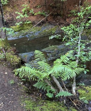 IMG_0302.jpeg