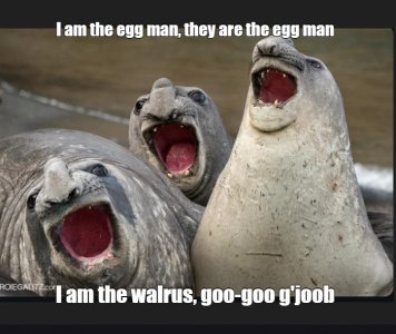 walrus.jpg