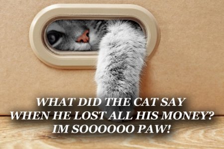 funny+cat+joke+for+kids+one+liner+bad+dad+jokes.jpg