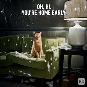 Hilarious-Cat-Memes-16.jpg