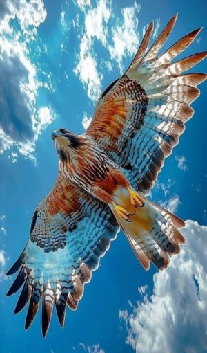 a beautiul eagle for paws claws.jpg