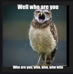 owl.jpg